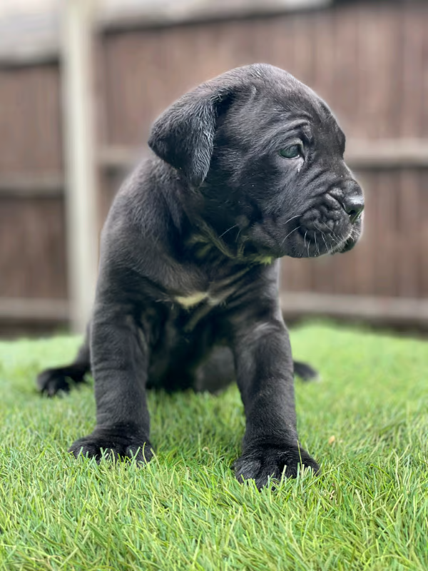 Champion bloodlines – Cane Corso Chunky puppies