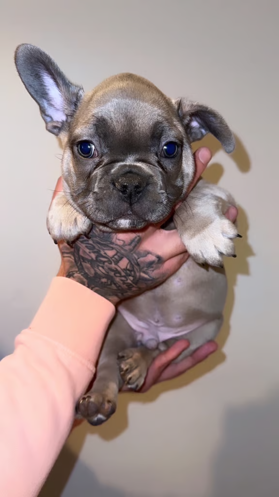 🐾REDUCED TO GO – ONLY 2 STUNNING BOYS KC REG FRENCH BULLDOG PUPPIES🐾